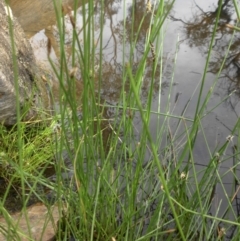 Eleocharis acuta at Majura, ACT - 10 Nov 2015