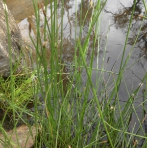 Eleocharis acuta at Majura, ACT - 10 Nov 2015