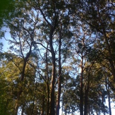 Phascolarctos cinereus (Koala) at Bootawa, NSW - 10 Nov 2015 by wod