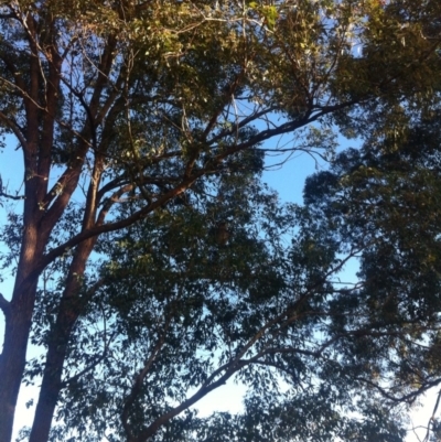 Phascolarctos cinereus (Koala) at Bootawa, NSW - 10 Nov 2015 by wod