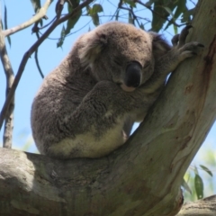 Phascolarctos cinereus (Koala) at East Lismore, NSW - 10 Nov 2015 by VisionWalks