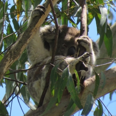 Phascolarctos cinereus (Koala) at East Lismore, NSW - 10 Nov 2015 by VisionWalks