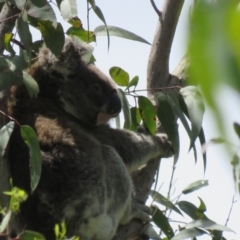 Phascolarctos cinereus (Koala) at Monaltrie, NSW - 10 Nov 2015 by VisionWalks