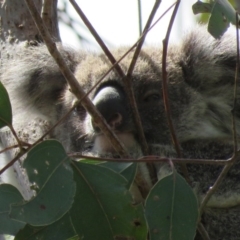 Phascolarctos cinereus (Koala) at Monaltrie, NSW - 9 Nov 2015 by VisionWalks