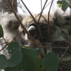 Phascolarctos cinereus (Koala) at Monaltrie, NSW - 10 Nov 2015 by VisionWalks