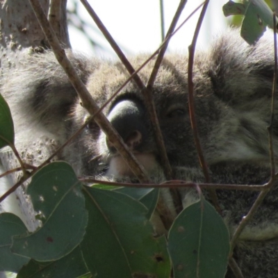 Phascolarctos cinereus (Koala) at Monaltrie, NSW - 9 Nov 2015 by VisionWalks