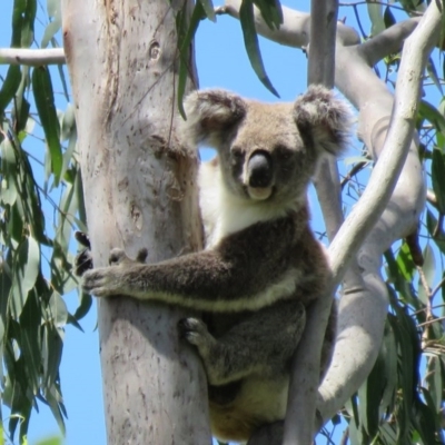 Phascolarctos cinereus (Koala) at Monaltrie, NSW - 10 Nov 2015 by VisionWalks