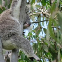 Phascolarctos cinereus (Koala) at Monaltrie, NSW - 10 Nov 2015 by VisionWalks