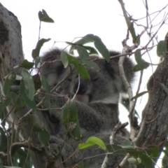 Phascolarctos cinereus (Koala) at Monaltrie, NSW - 9 Nov 2015 by VisionWalks