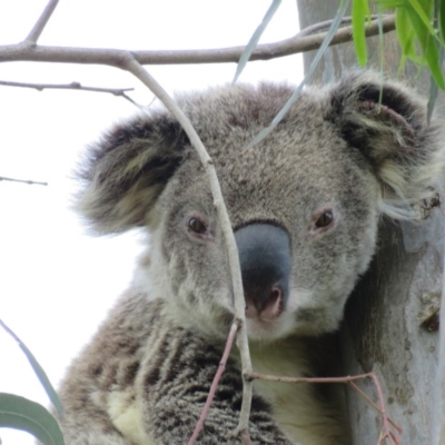 Phascolarctos cinereus (Koala) at Goonellabah, NSW - 9 Nov 2015 by VisionWalks