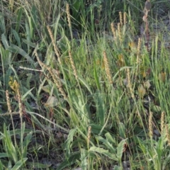 Plantago varia (Native Plaintain) at Point Hut Hill - 29 Oct 2015 by michaelb