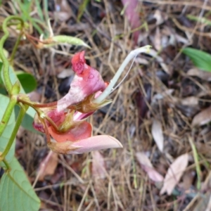 Kennedia rubicunda at Bruce, ACT - 5 Nov 2015