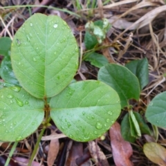 Kennedia rubicunda at Bruce, ACT - 5 Nov 2015 08:54 AM