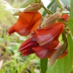 Kennedia rubicunda at Bruce, ACT - 5 Nov 2015