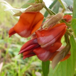 Kennedia rubicunda at Bruce, ACT - 5 Nov 2015 08:54 AM