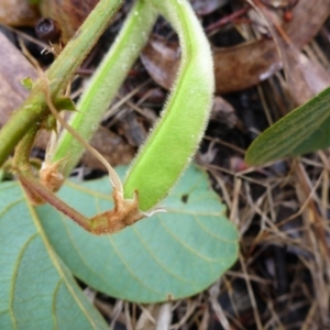 Kennedia rubicunda at Bruce, ACT - 5 Nov 2015 08:54 AM