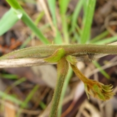 Kennedia rubicunda at Bruce, ACT - 5 Nov 2015