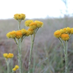 Chrysocephalum apiculatum (Common Everlasting) at Paddys River, ACT - 29 Oct 2015 by michaelb