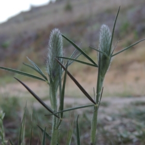 Trifolium angustifolium at Point Hut to Tharwa - 29 Oct 2015 07:53 PM