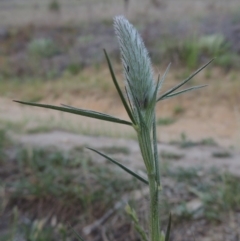 Trifolium angustifolium at Point Hut to Tharwa - 29 Oct 2015 07:53 PM