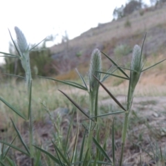 Trifolium angustifolium at Point Hut to Tharwa - 29 Oct 2015 07:53 PM