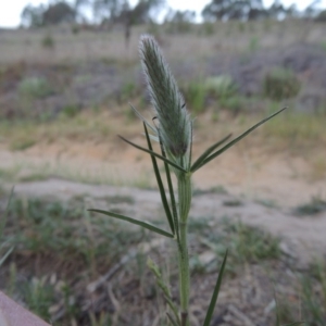 Trifolium angustifolium at Point Hut to Tharwa - 29 Oct 2015 07:53 PM