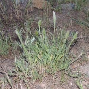 Trifolium angustifolium at Point Hut to Tharwa - 29 Oct 2015 07:53 PM