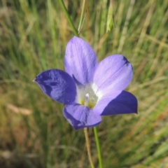 Wahlenbergia stricta subsp. stricta at Theodore, ACT - 7 Nov 2015