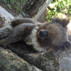 Phascolarctos cinereus (Koala) at Gunnedah, NSW - 8 Nov 2015 by patriquin