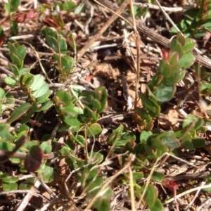 Bossiaea buxifolia at Lyneham, ACT - 10 Nov 2015