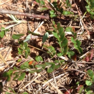 Bossiaea buxifolia at Lyneham, ACT - 10 Nov 2015