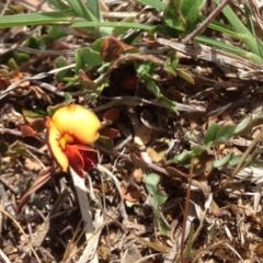 Bossiaea buxifolia (Matted Bossiaea) at Lyneham, ACT - 10 Nov 2015 by RichardMilner