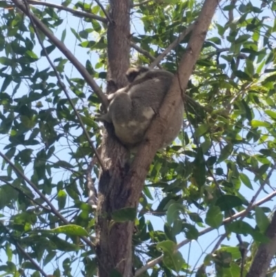 Phascolarctos cinereus (Koala) at - 10 Nov 2015 by stephen27