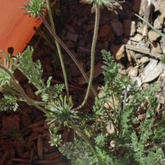 Oreomyrrhis eriopoda (Australian Carraway) at Molonglo Valley, ACT - 29 Oct 2015 by galah681