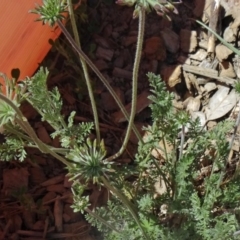 Oreomyrrhis eriopoda (Australian Carraway) at Molonglo Valley, ACT - 29 Oct 2015 by galah681