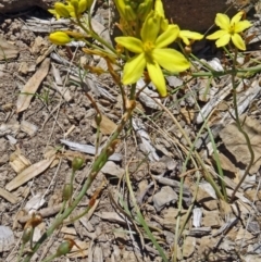 Bulbine bulbosa (Golden Lily, Bulbine Lily) at Molonglo Valley, ACT - 29 Oct 2015 by galah681