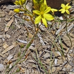 Bulbine bulbosa (Golden Lily) at Sth Tablelands Ecosystem Park - 28 Oct 2015 by galah681