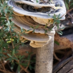 Trametes versicolor (Turkey Tail) at Cotter River, ACT - 23 Aug 2014 by AaronClausen