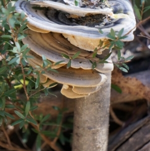 Trametes versicolor at Cotter River, ACT - 23 Aug 2014