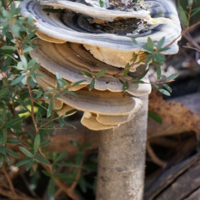 Trametes versicolor (Turkey Tail) at Cotter River, ACT - 23 Aug 2014 by AaronClausen