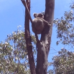 Phascolarctos cinereus (Koala) at Invergowrie, NSW - 11 Nov 2015 by Dianne