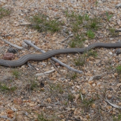 Lialis burtonis (Burton's Snake-lizard) at Lower Cotter Catchment - 29 Sep 2015 by MichaelMulvaney