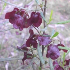 Dodonaea viscosa subsp. angustissima (Hop Bush) at Campbell, ACT - 10 Nov 2015 by SilkeSma