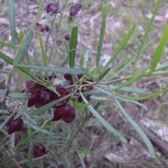 Dodonaea viscosa subsp. angustissima at Campbell, ACT - 11 Nov 2015