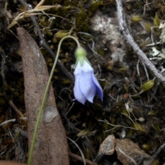 Wahlenbergia gracilenta (Annual Bluebell) at Majura, ACT - 11 Nov 2015 by SilkeSma