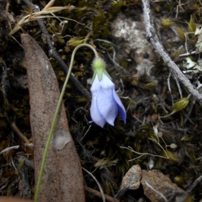 Wahlenbergia gracilenta (Annual Bluebell) at Mount Ainslie - 10 Nov 2015 by SilkeSma