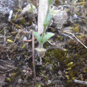 Wahlenbergia gracilenta at Majura, ACT - 11 Nov 2015