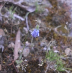 Wahlenbergia gracilenta at Majura, ACT - 11 Nov 2015