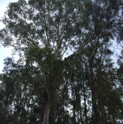Phascolarctos cinereus (Koala) at - 8 Nov 2015 by MillieK