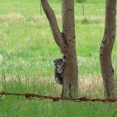 Phascolarctos cinereus (Koala) at Piccadilly, SA - 11 Nov 2015 by MLow